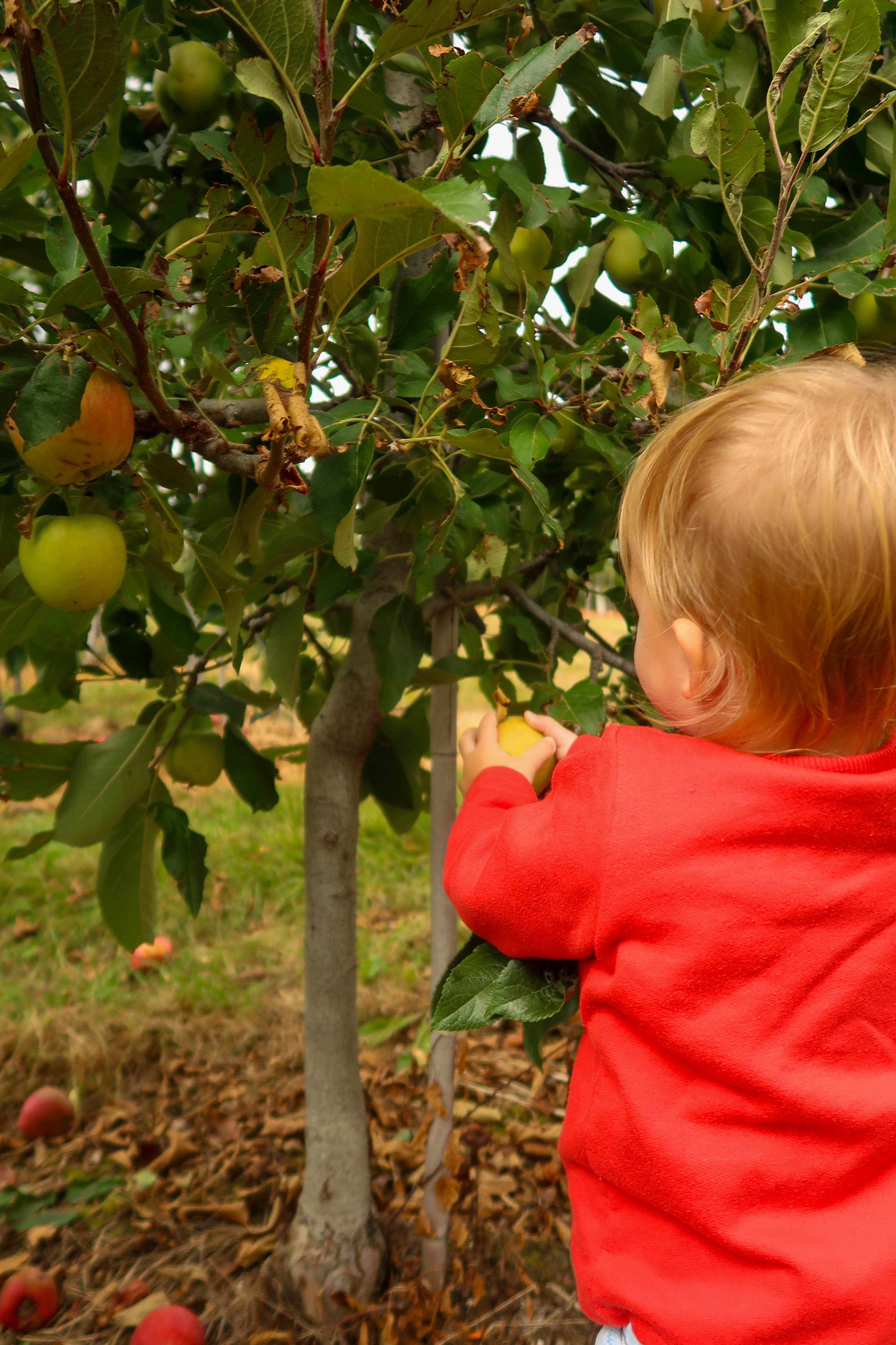 Jesień w sadzie – zabawa, zdrowie i bliskość